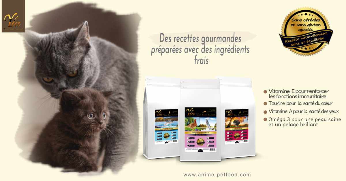 Croquettes sans céréales pour chats avec sensibilités alimentaires : Une alimentation adaptée pour le bien-être de votre chat